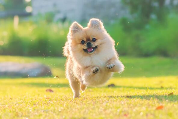 Pomeranac.jpg