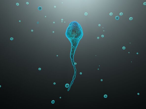 spermatozoid.jpg