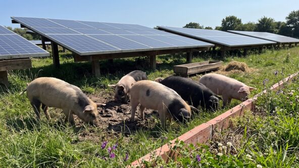 Svinje i solarni paneli
