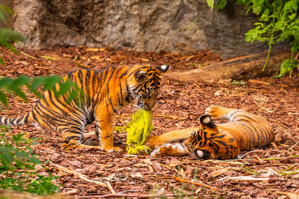 Sumatranski tigar