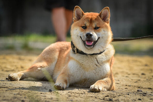 Akita Inu leži na zemlji sa povocem