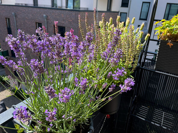 Lavanda na terasi