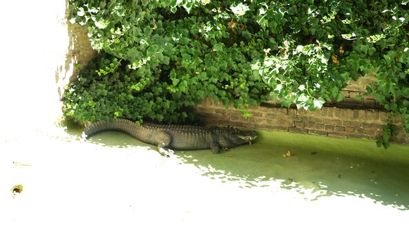 aligator.jpg