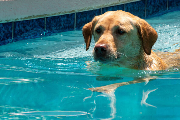 Labrador retriver pliva u bazenu