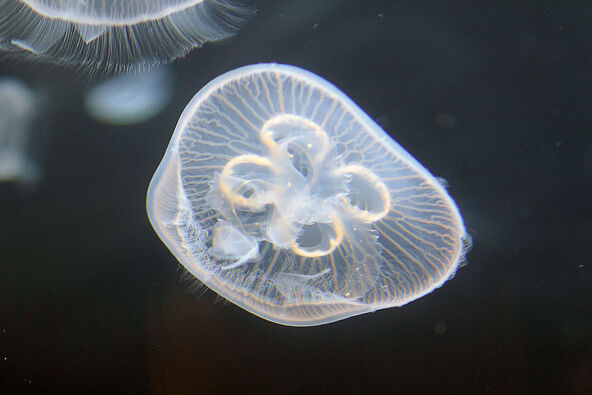 meduza Aurelia aurita (2).jpg