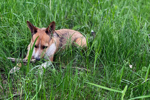 Norveški lundehund, pas
