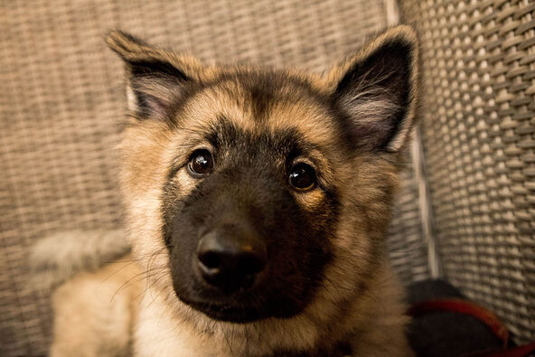 Norveški lundehund, pas