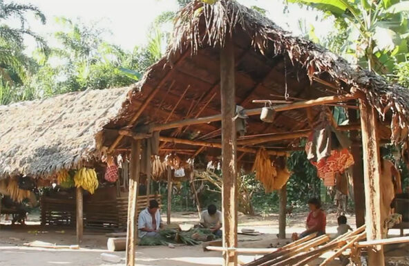 Tsimane