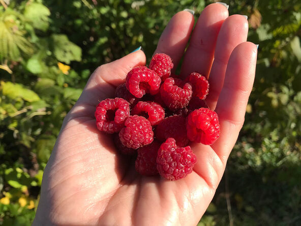 maline, voće.jpg