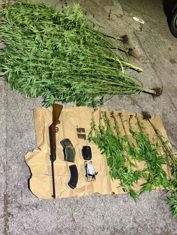 Plantaža marihuane u Nikšiću