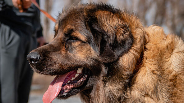 leonberger, pas