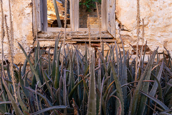 aloe vera