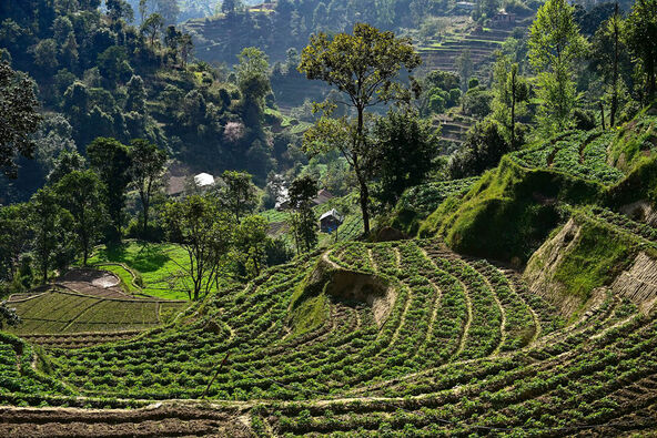 Majmuni otimaju hranu sa njiva u Nepalu (1).jpg
