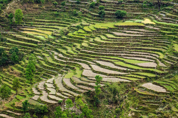Majmuni otimaju hranu sa njiva u Nepalu (5).jpg