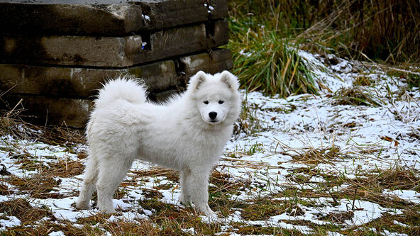 Samojed na snegu