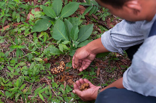 Luwak kafa
