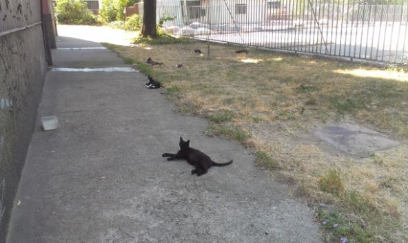 Sve četiri u vis