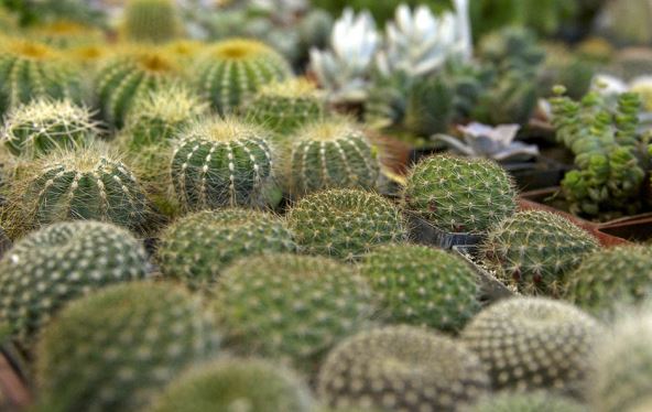 mali kaktusi u saksijama