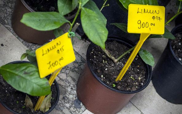 Limun saksiji tokom zime