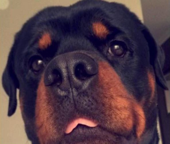 Tivat - Učenicu u zgradi škole napao rotvajler