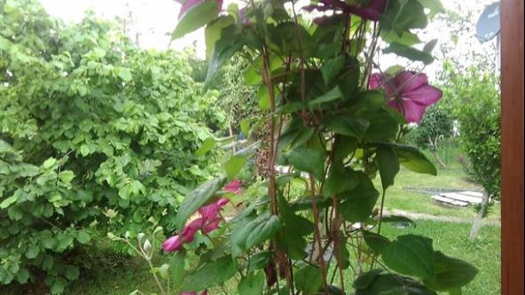 Proizvodnja lešnika u Srbiji - od hobija do dobre zarade