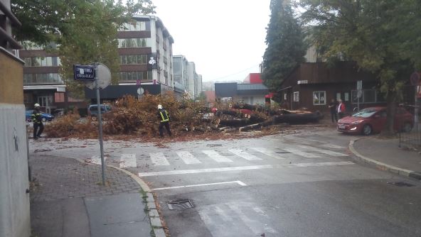 Drvo se srušilo u centru Banjaluke