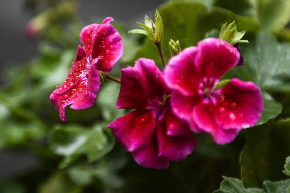 Horoskop starih Slovena, koji si cvet