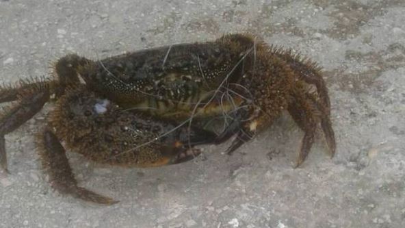 Crna Gora Igala kraba zarobljena u monofil