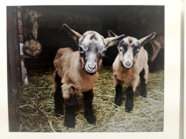 Koze jarići fotografije koza i jarića Predrag Radovanović