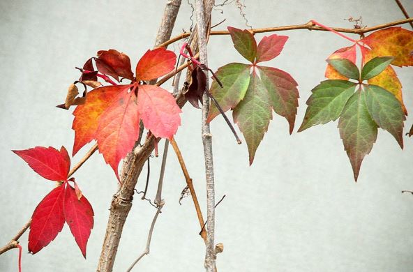 Horoskop za novembar: Nekoga čeka ljubav, nekog uspeh