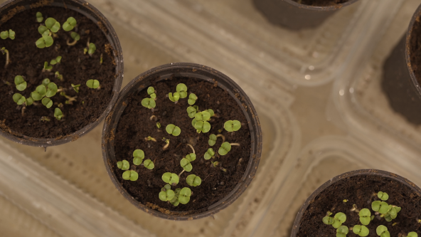 Za šta su dobri brokoli, kelj, cvekla, bosiljak