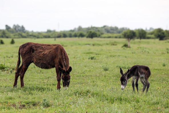 Cena magarećeg mleka i sira