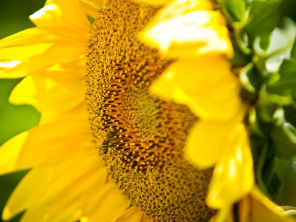 Suncobrani kao nova turistička atrakcija Beograda