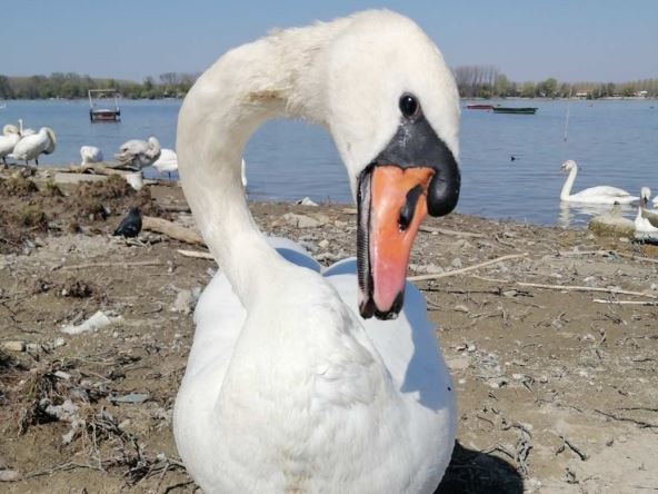 Zašto ne treba hraniti labudove hlebom