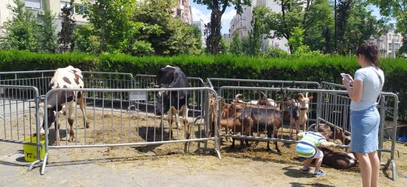 Stočna farma u centru Beograda