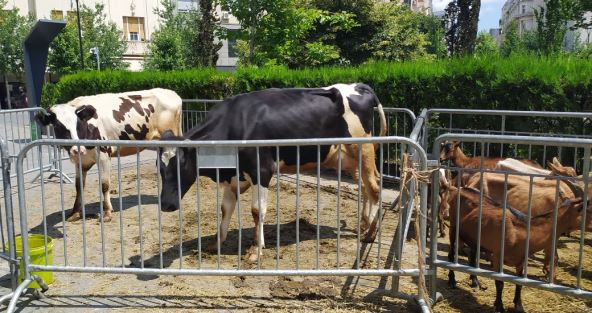 Stočna farma u centru Beograda