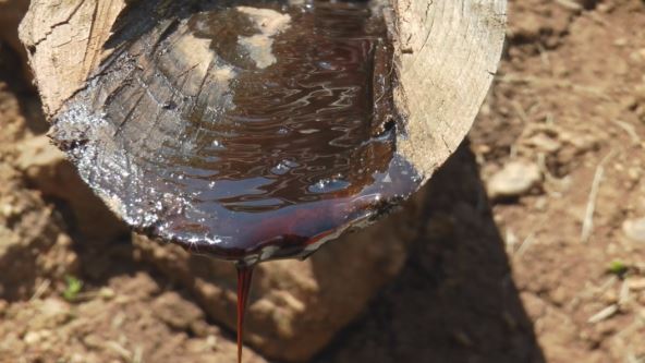 katran katrandžija Zlatibor lek smola bor drvo