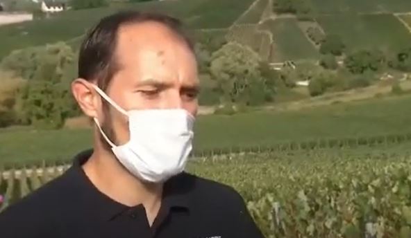 vino srbi grožđe berba francuska pariz
