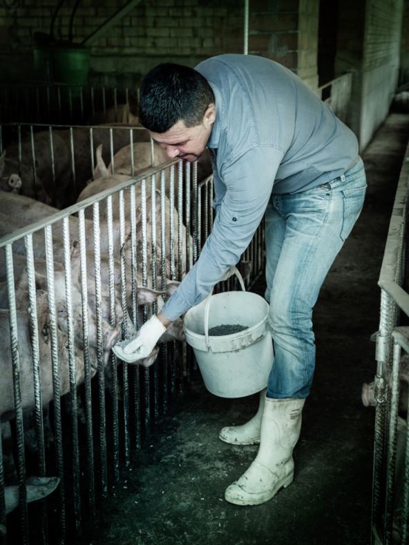 Virus srbija zemlja visokog rizika afrička kuga svinja