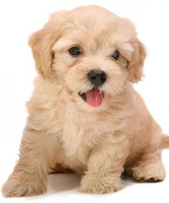 Test ličnosti šta prvo vidite na slici karakter osobine optička iluzija životinje na slici