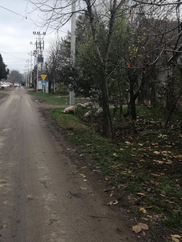 prasici na ulici backo petrovo selo fotografije