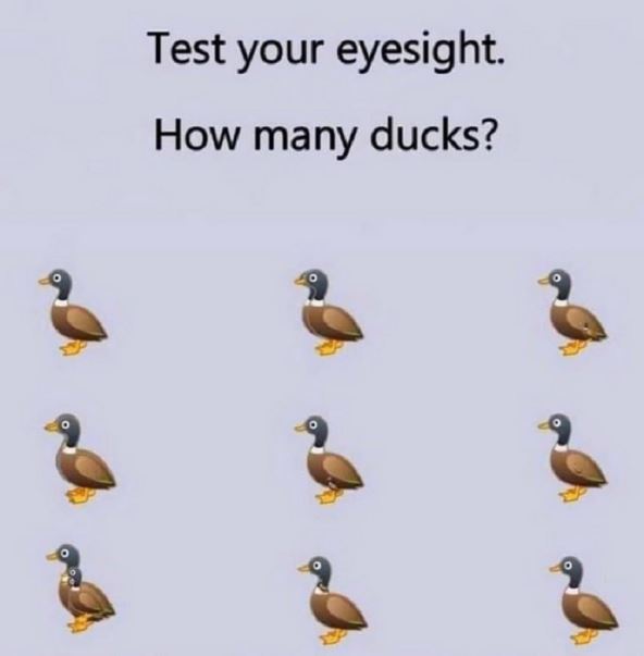 internet mozgalice koliko patki ima na slici prebrojte patke