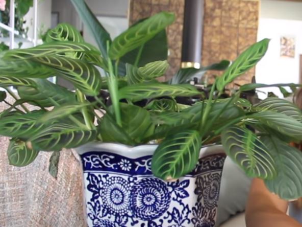 maranta u saksiji