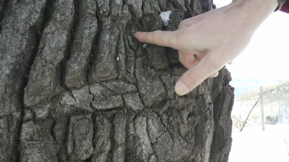 hrast osonica ivanjica legenda verovanja