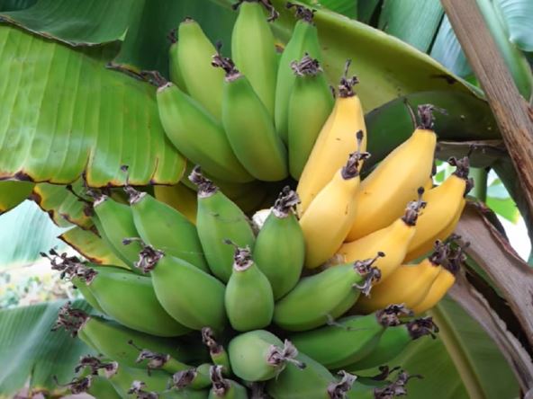 ljustenje banane kako se pravilno ljusti banana