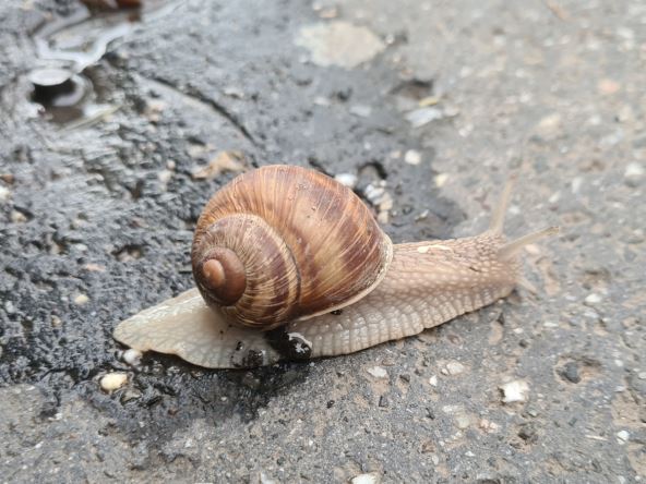 Zarada od sakupljanja puževa