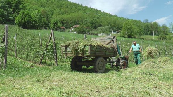 branje malina posao sezona berbe plata