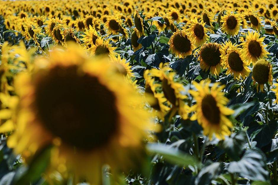 Selo - pčelarstvo - posao na selu - dobra zarada