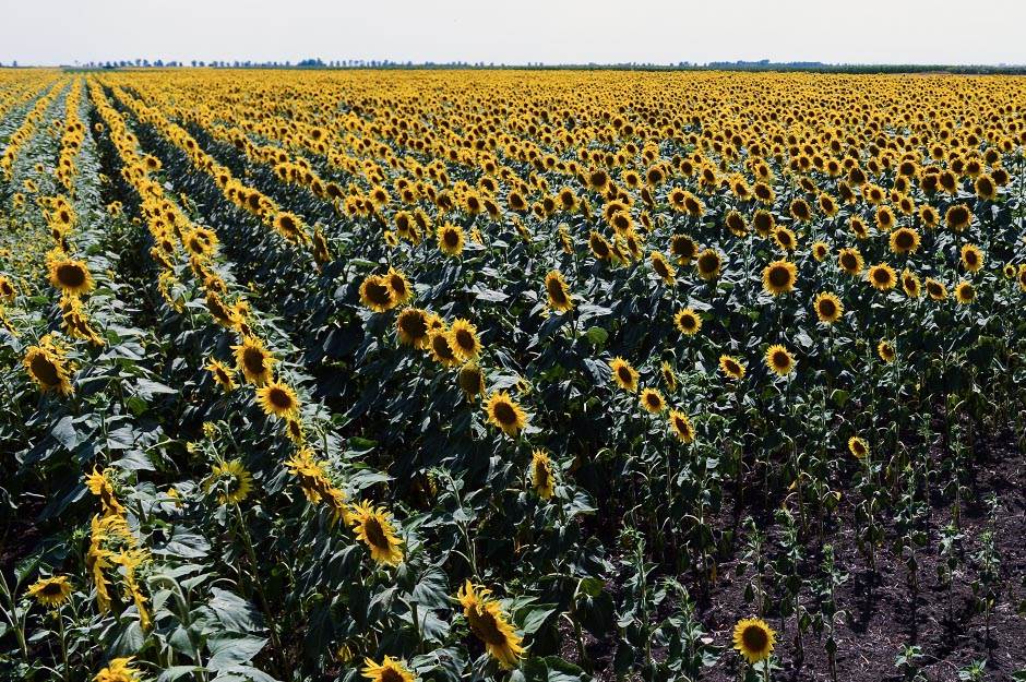 Selo - pčelarstvo - posao na selu - dobra zarada