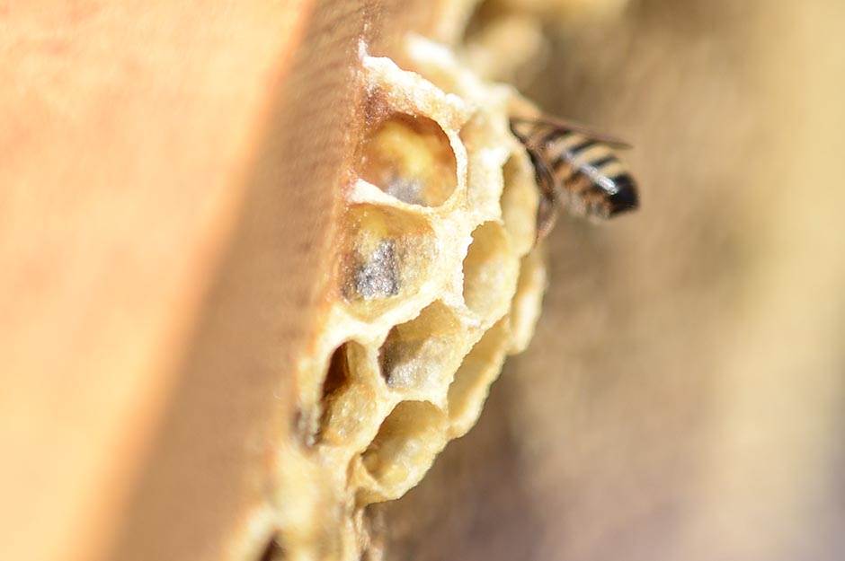 Selo - pčelarstvo - posao na selu - dobra zarada